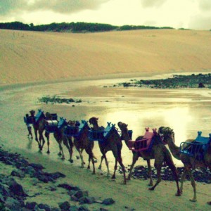 Natal Sand Dunes and Camels